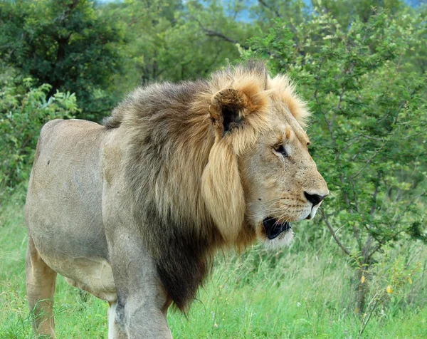 Αφρικανικό λιοντάρι — Φωτογραφία Αρχείου