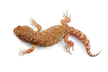 African barking gecko clipart