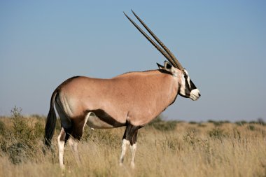 gemsbok antilop