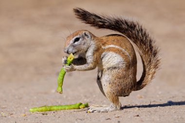 Ground squirrel clipart