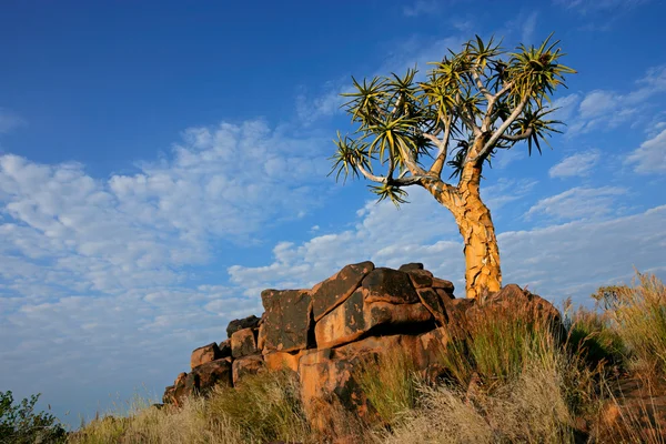 Quiver árvore paisagem, Namíbia — Fotografia de Stock
