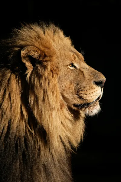 Nagy férfi afrikai oroszlán Jogdíjmentes Stock Fotók