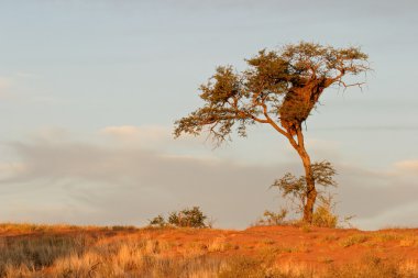 African Acacia tree clipart