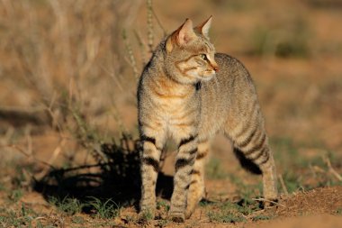 African wild cat clipart