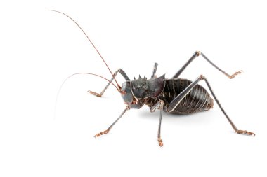 Armoured ground cricket clipart