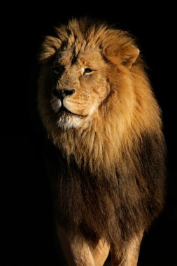 Big male African lion clipart