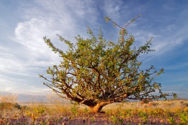 Desert plant and sky clipart