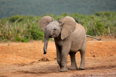 Young African elephant clipart