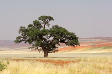 African Acacia tree clipart