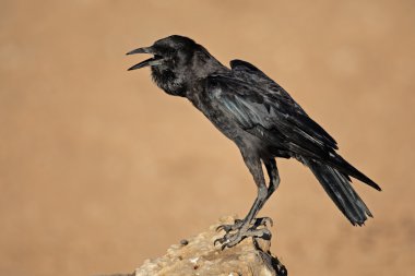 Black crow clipart