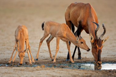 Red hartebeest clipart