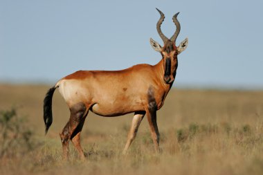 Red hartebeest clipart