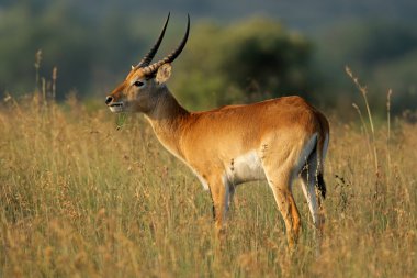 Red lechwe antelope clipart