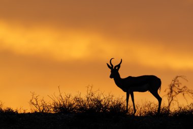 silhouet van vrouw poseren met hoed