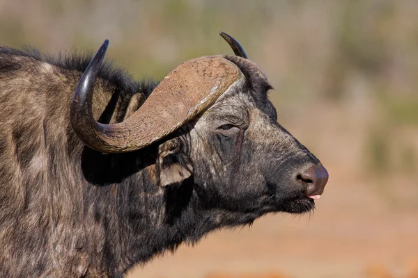 Afrikansk buffel — Stockfoto