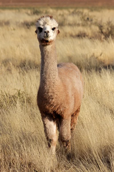 Alpaca (Vicugna pacos) — Stock Photo, Image