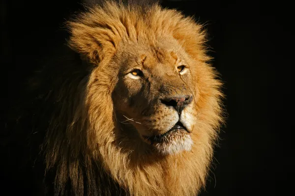 Grote mannelijke Afrikaanse leeuw — Stockfoto