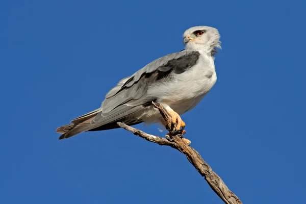 Papagaio-de-ombro-preto — Fotografia de Stock