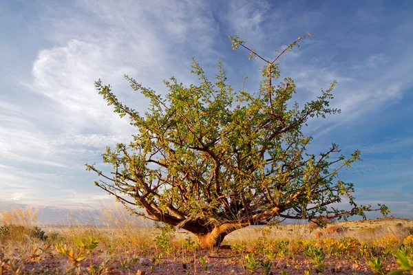 Desert plant and sky — Stock Photo, Image