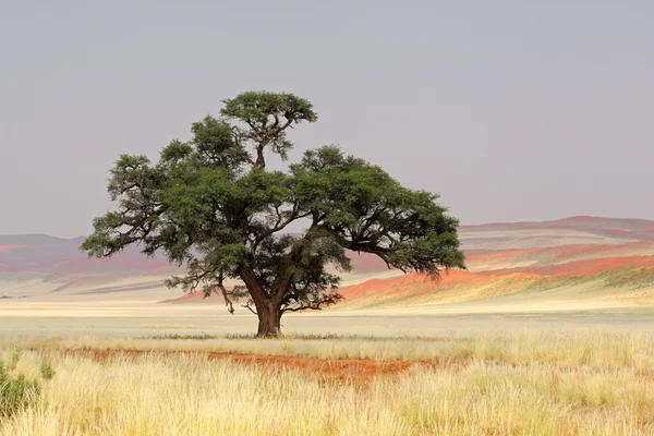 Pohon acacia Afrika — Stok Foto