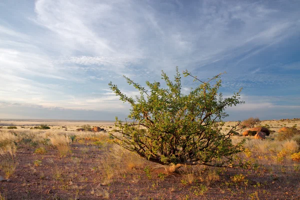 Woestijn plant en hemel — Stockfoto