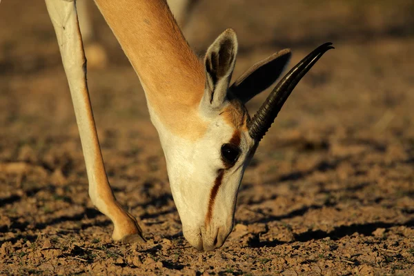 Grazing springbok antelope — Stock Photo, Image