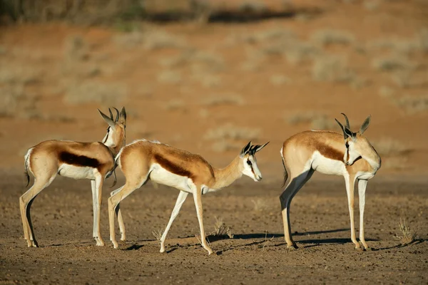 Springbok antilopları — Stok fotoğraf