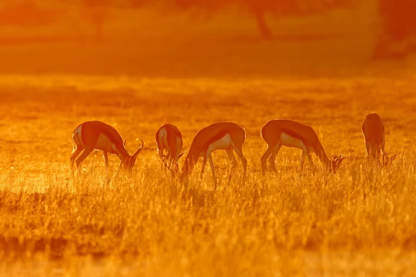 Springbok saat matahari terbit — Stok Foto