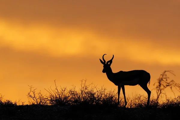 Springbok silhouet — Stockfoto