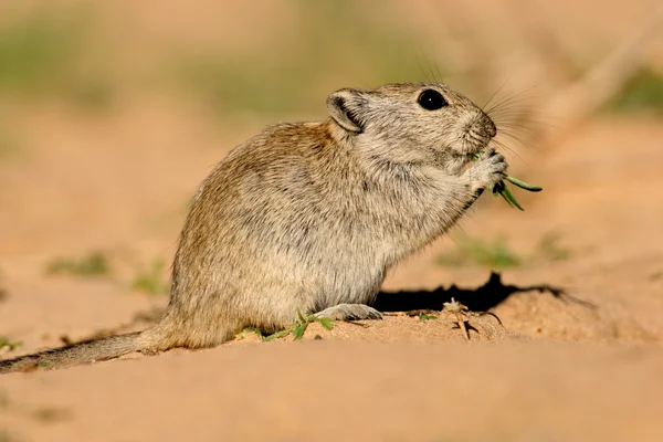 Rato assobiador — Fotografia de Stock