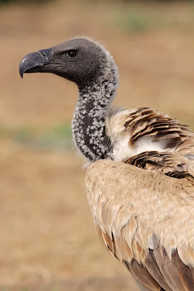 White-backed vulture — Stock Photo, Image
