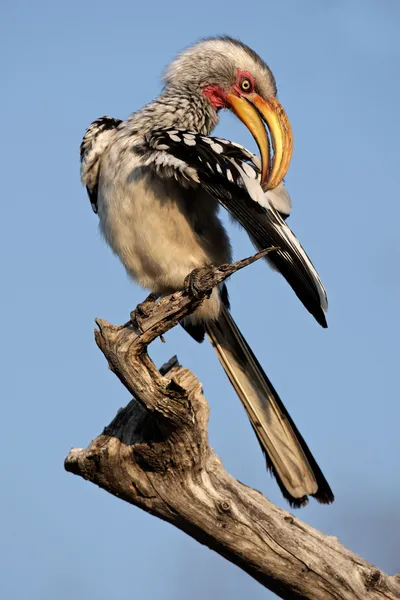 Gelbschnabelhornvogel — Stockfoto