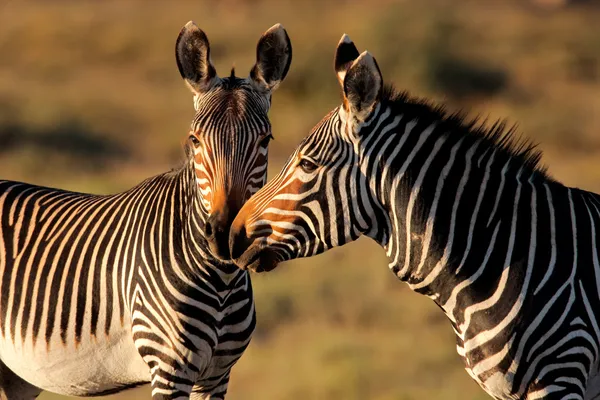 Zebras de montanha cape Fotos De Bancos De Imagens