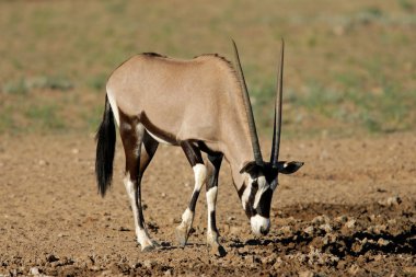 gemsbok antilop