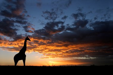 African sunset landscape clipart