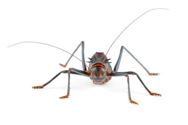 Armoured ground cricket clipart