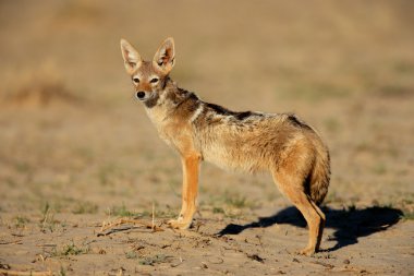 Black-backed Jackal clipart