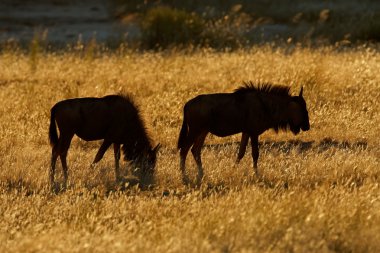 Mavi wildebeest peyzaj