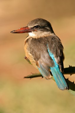 kahverengi başlıklı kingfisher