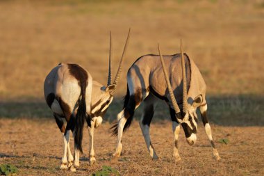 Gemsbok mücadele