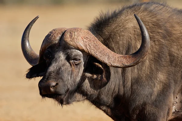 Búfalo africano — Foto de Stock