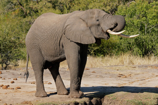 Large African bull elephant (Loxodonta africana), Kruger National Park, South Africa