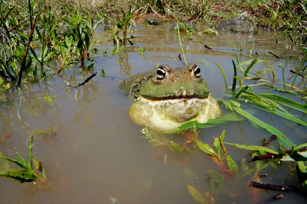 African giant bullfrog — Stock Photo, Image