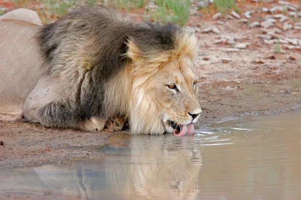African lion drinking — Stockfoto