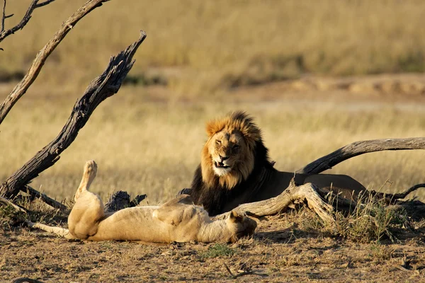 Paire de lions africains — Photo