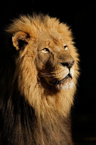 Velký muž africký Lev — Stock fotografie