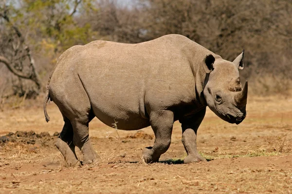 Black rhinoceros — Stock Photo, Image