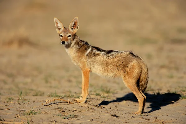 stock image Black-backed Jackal