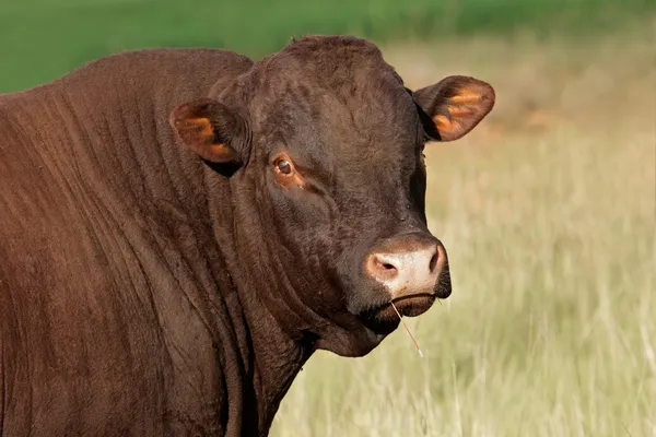 Bull portrait — Stock Photo, Image