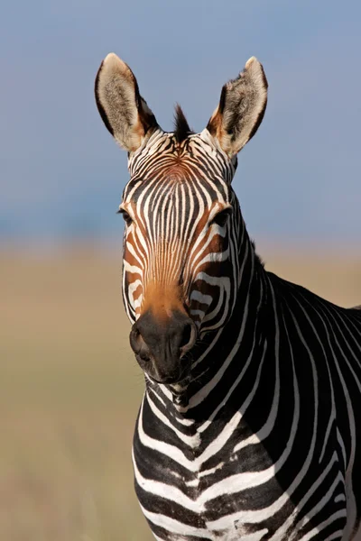 Cabo Mountain Zebra retrato — Fotografia de Stock